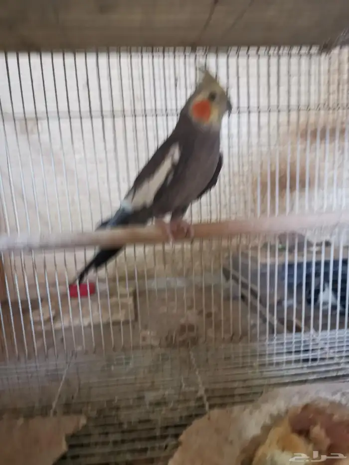 زوج كروان منتج تحتو فرخ وبيضتين 7