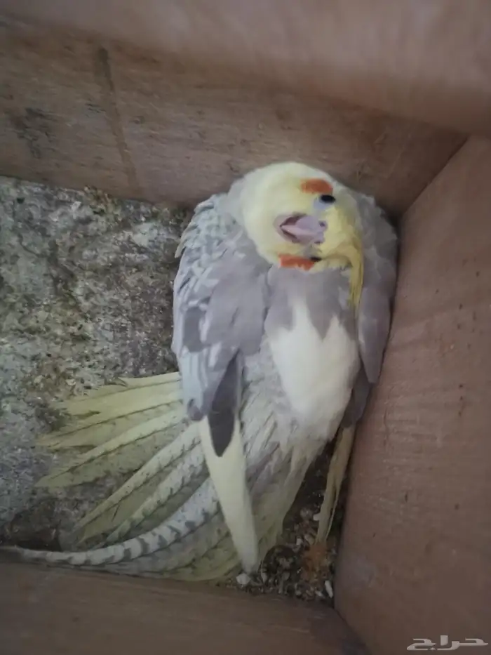 زوج كروان منتج تحتو فرخ وبيضتين 3