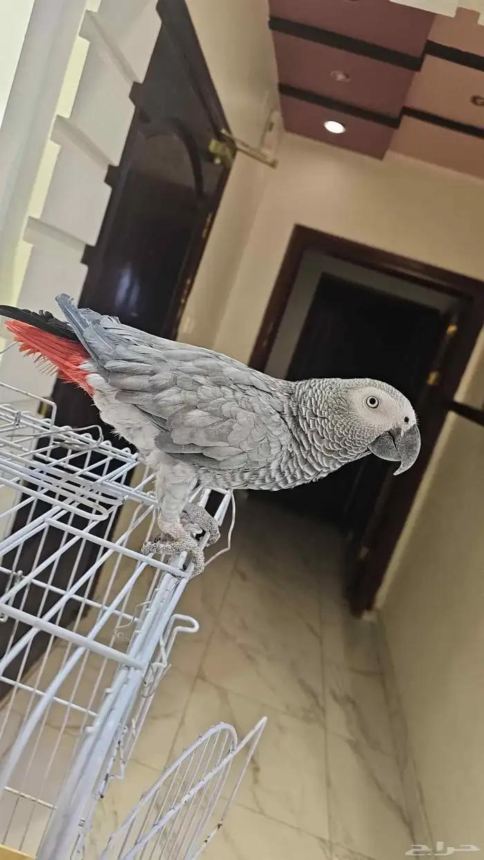 حي الفيصليه مقابل مغاسل رافكو 1