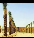 أعمال النخيل 7