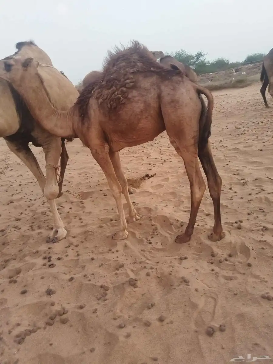 قعدان لباني 5