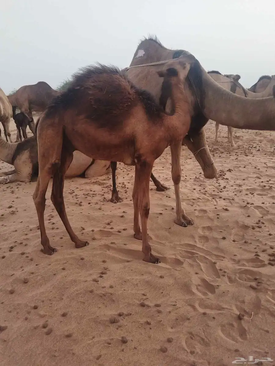 قعدان لباني 1