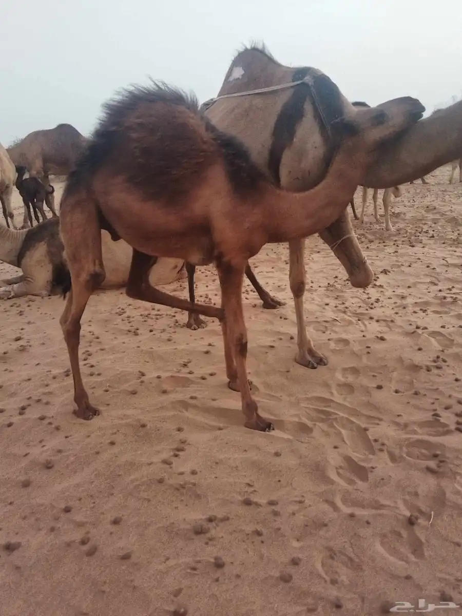 قعدان لباني 2