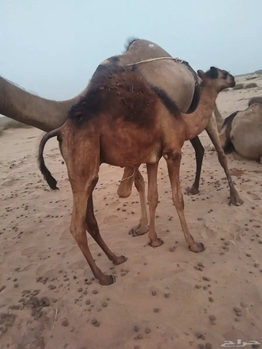 قعدان لباني 0