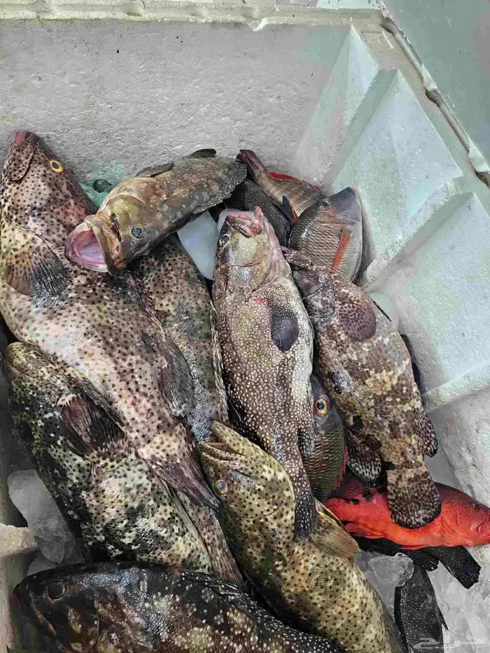 اسماك طازجه فاخره ناجل شريفي هامور 6