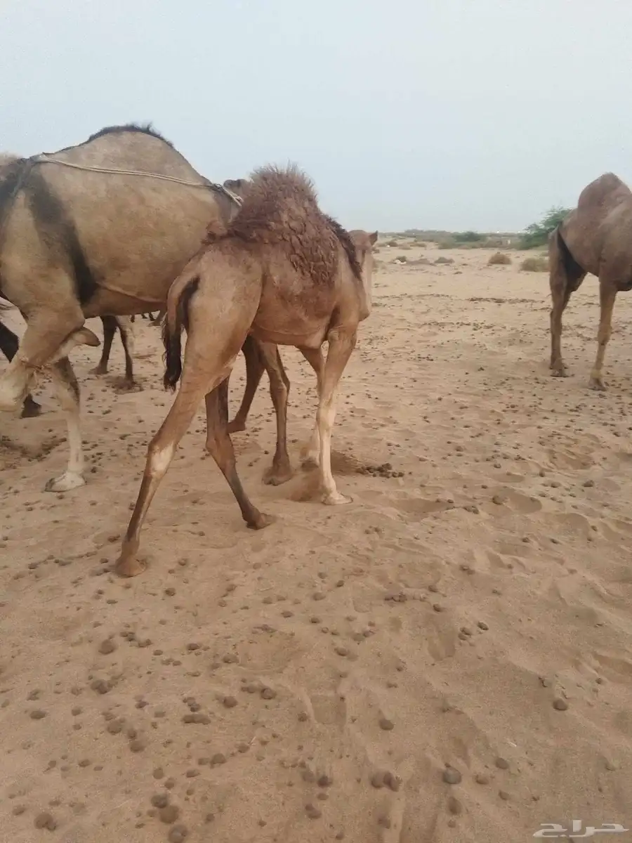قعدان لباني 3