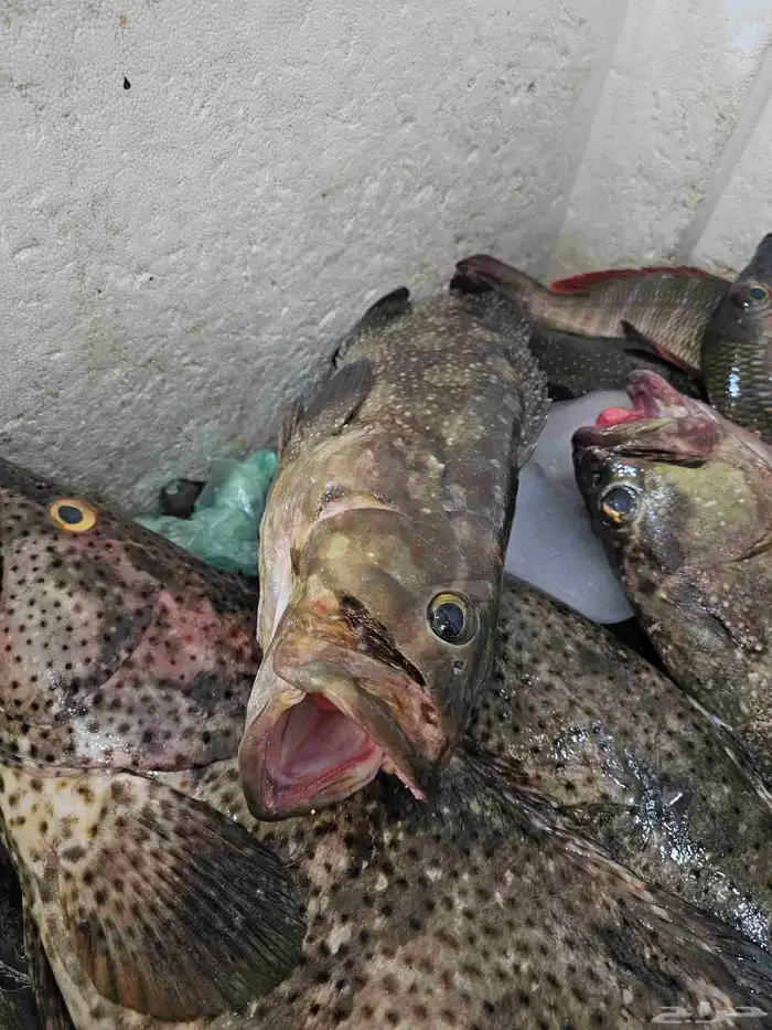 اسماك طازجه فاخره ناجل شريفي هامور 7