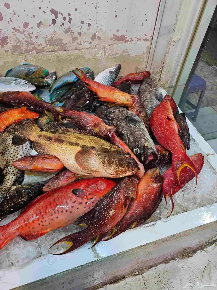 اسماك طازجه فاخره ناجل شريفي هامور 1