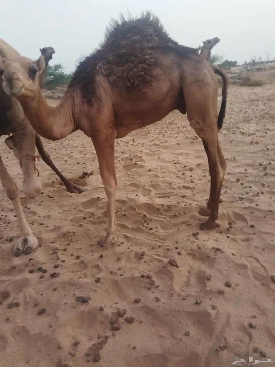 قعدان لباني 4
