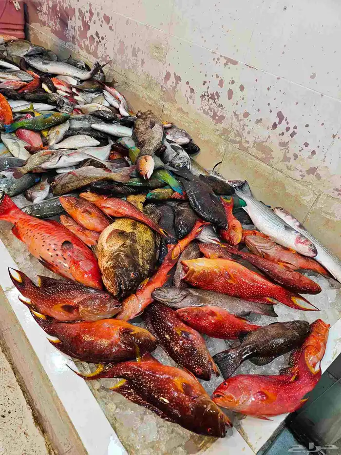 اسماك طازجه فاخره ناجل شريفي هامور 4