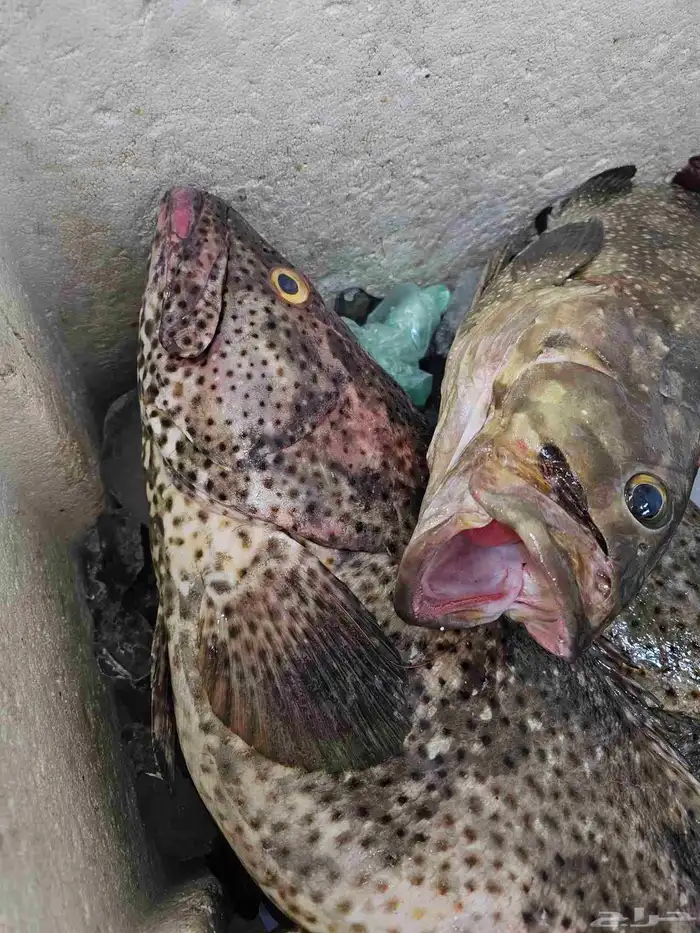 اسماك طازجه فاخره ناجل شريفي هامور 8