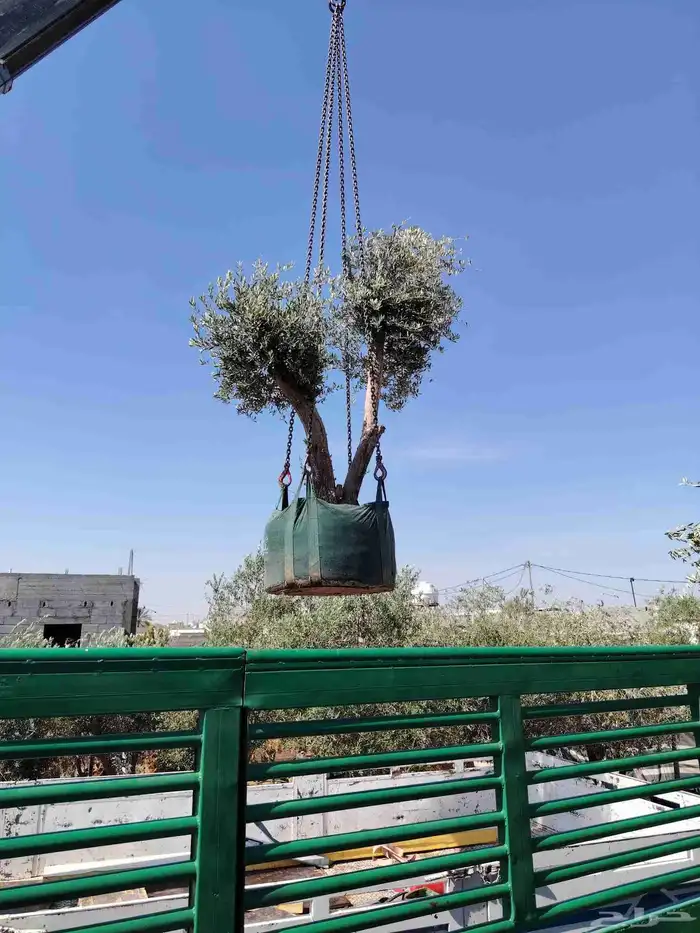 يوجد لدينا جميع انواع الأشجار الزيتون المثمر 1