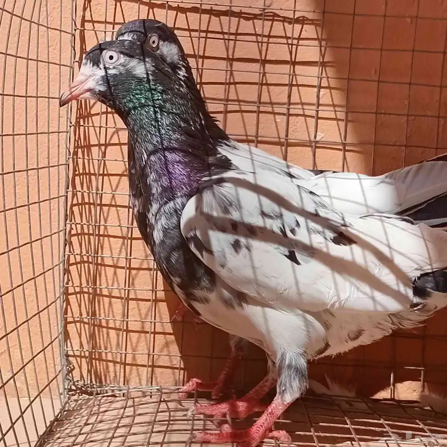 حمام باكستاني 2