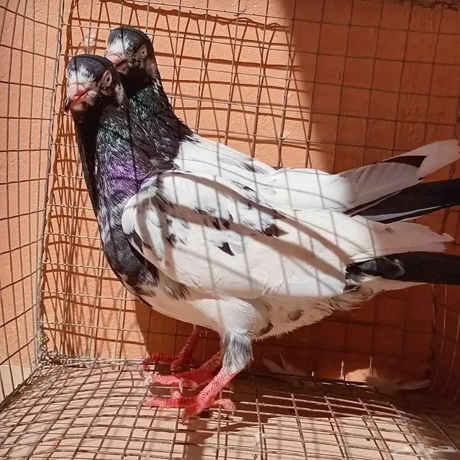 حمام باكستاني 3