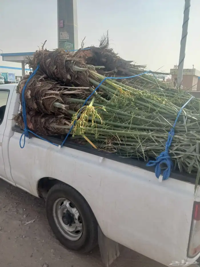 يوجد لدينا جميع انواع النخيل المثمرة وزينه اتواصل 1