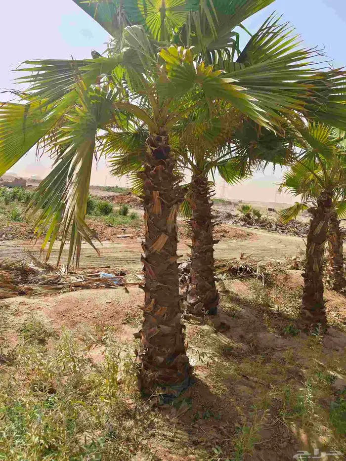 نخل واشنطن زينه امريكي 3