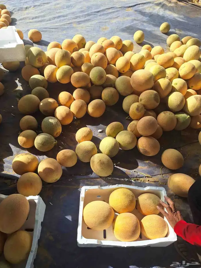 شمام حصاد انتاج جديد 0