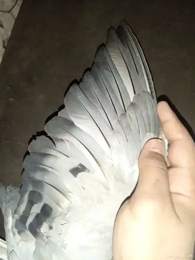 حمام زاجل حق سباق للبيع النوع انثى الصحه 100 4