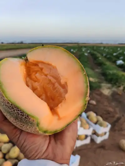 شمام   منقاوي يوميا انتاج حائل 2