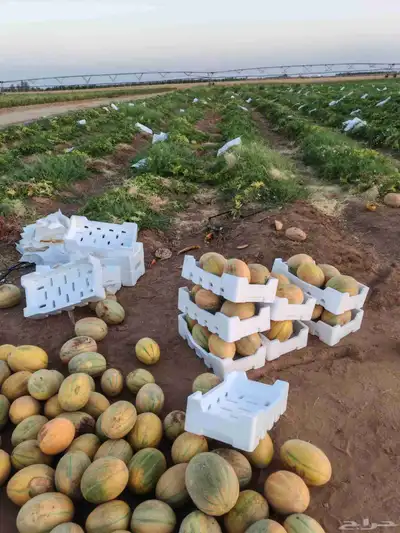 شمام   منقاوي يوميا انتاج حائل 3