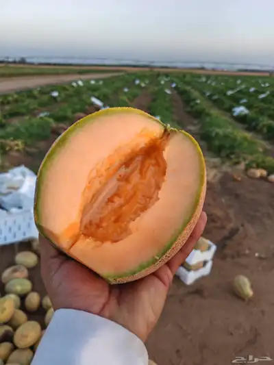 شمام   منقاوي يوميا انتاج حائل 0