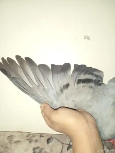 حمام زاجل حق سباق للبيع النوع انثى الصحه 100 3