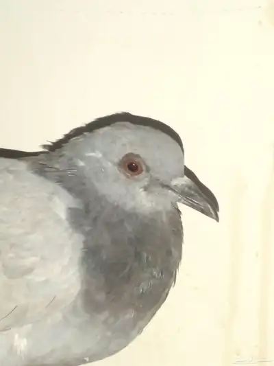حمام زاجل حق سباق للبيع النوع انثى الصحه 100 0