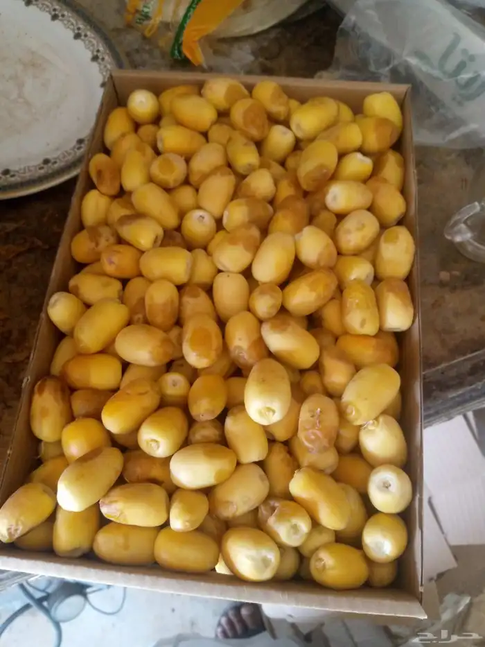 يوجد لدينا تمر رطب جمله اخلاص الحسا 4