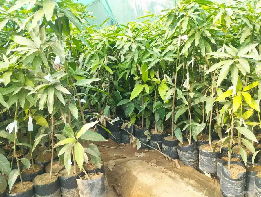 شتلات مانجو زبده من اجود متوفرة جميع الانواع 3