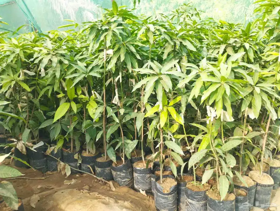شتلات مانجو زبده من اجود متوفرة جميع الانواع 0