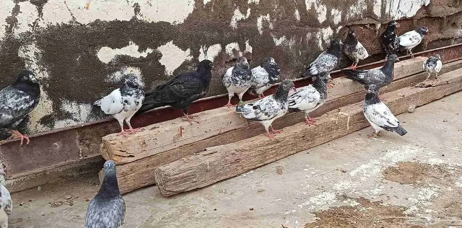 طبات باكستاني للبيع 3