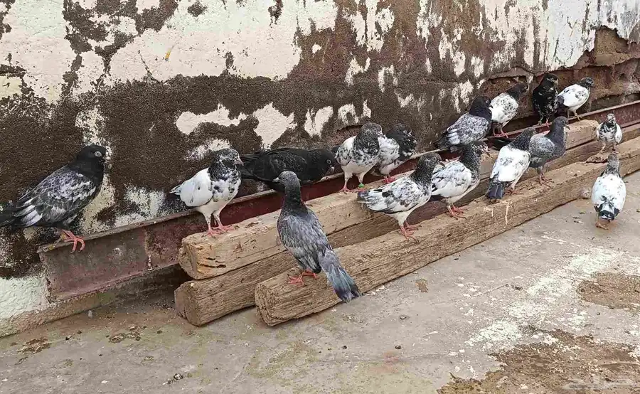 طبات باكستاني للبيع 1