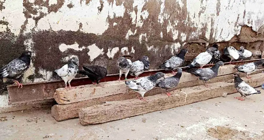 طبات باكستاني للبيع 4