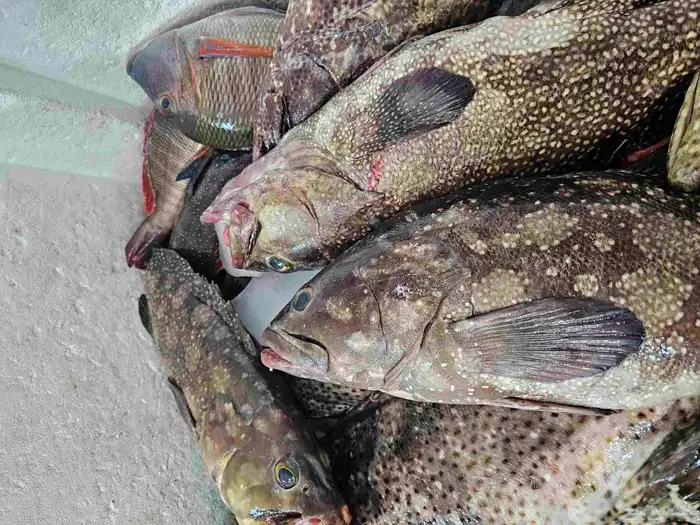 اسماك طازجه فاخره ناجل شريفي هامور 9