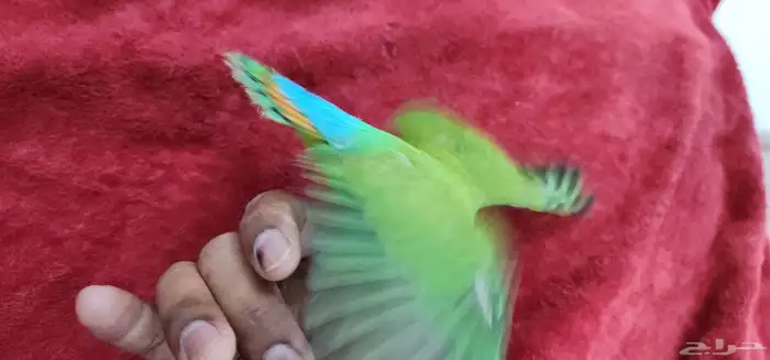 ببغاء روز اليف هدد Top 1