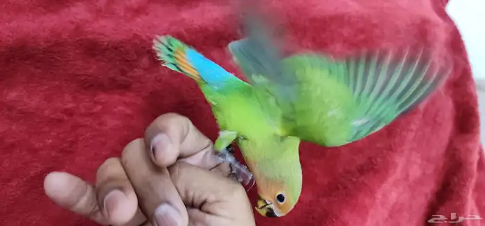 ببغاء روز اليف هدد Top 0