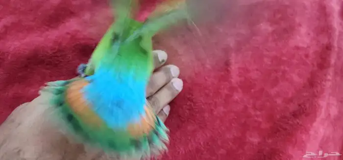 ببغاء روز اليف هدد Top 9