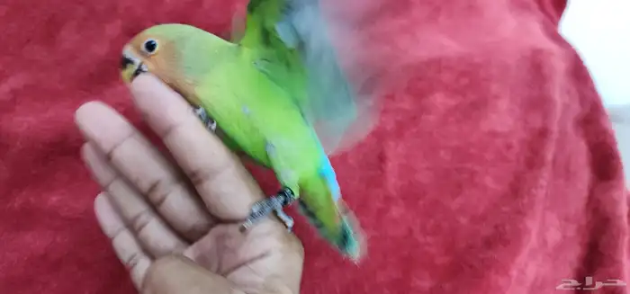 ببغاء روز اليف هدد Top 8