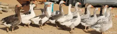 وز للبيع 6