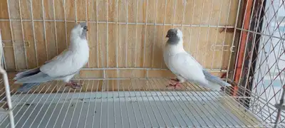 حمام جيرمن نن 0