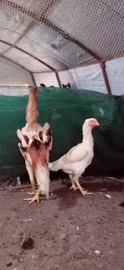 زوج بكستاني للبيع 0