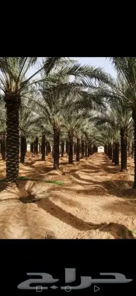 أعمال النخيل 5