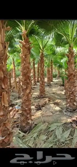 أعمال النخيل 3