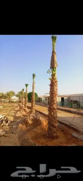 أعمال النخيل 4