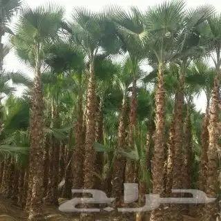 أعمال النخيل 8