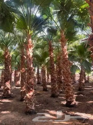 أعمال النخيل 9