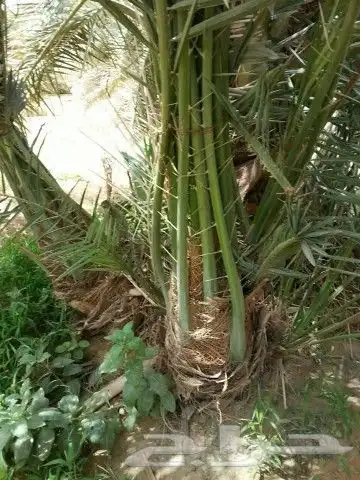 أعمال النخيل 6