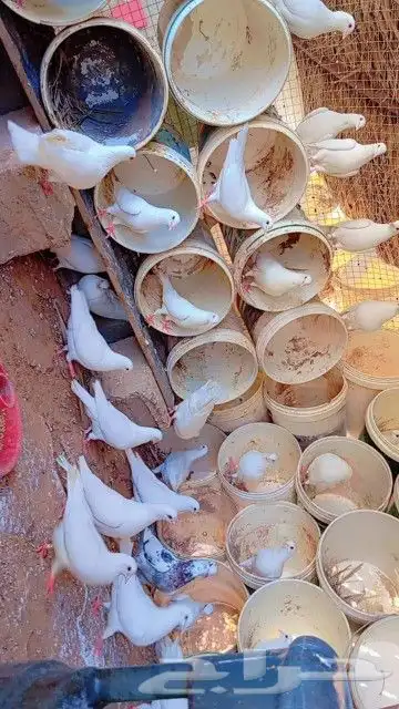 حمام فرنسي شرط انتاج وصحه صغير سن الموقع البكيرية شرط مفروز 0