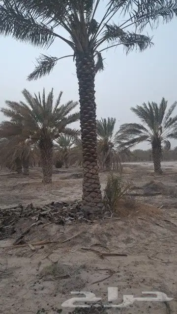 أعمال النخيل 2