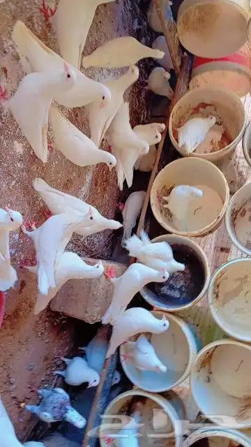 حمام فرنسي شرط انتاج وصحه صغير سن الموقع البكيرية شرط مفروز 1